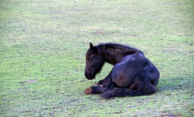 конная промышленность