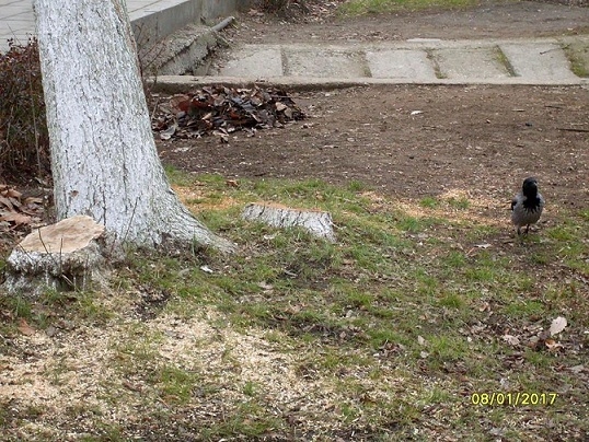 Грабеж Вейнерского парка Махачкалы