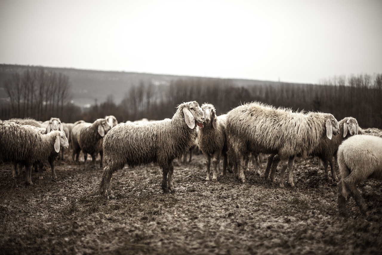 На Ставрополье целые отары овец гибнут от голода