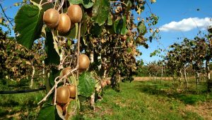 В Дагестане заложили самый крупный в России сад киви