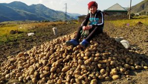 Три сорта, которые ждали 30 лет: Дагестан возвращает себе право на собственный картофель