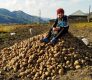 Три сорта, которые ждали 30 лет: Дагестан возвращает себе право на собственный картофель
